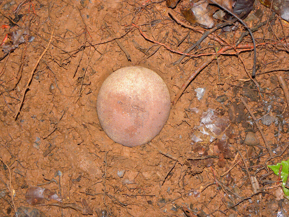 Pouteria laevigata (Mart.) Radlk. resmi