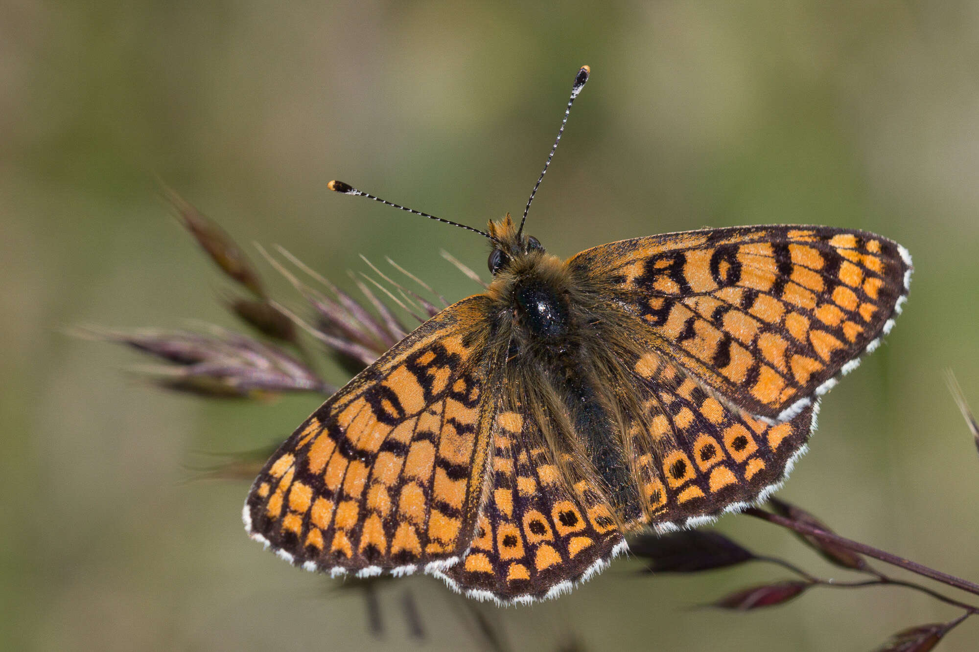 Image of Melitaea