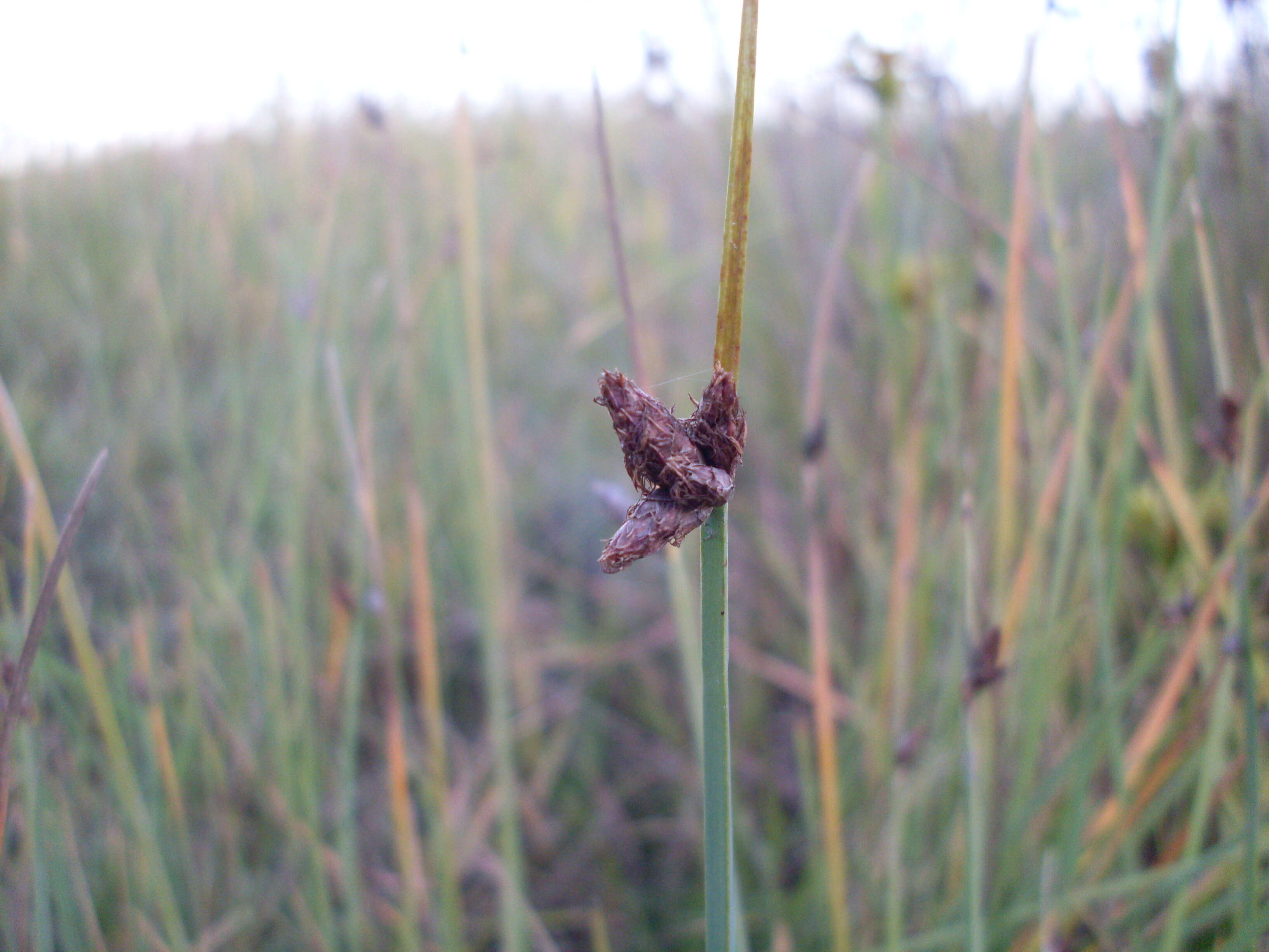 Image of bulrush