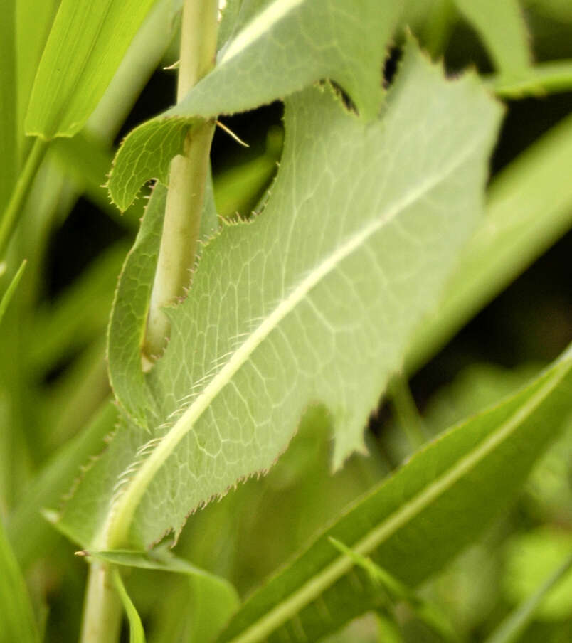 Image of prickly lettuce