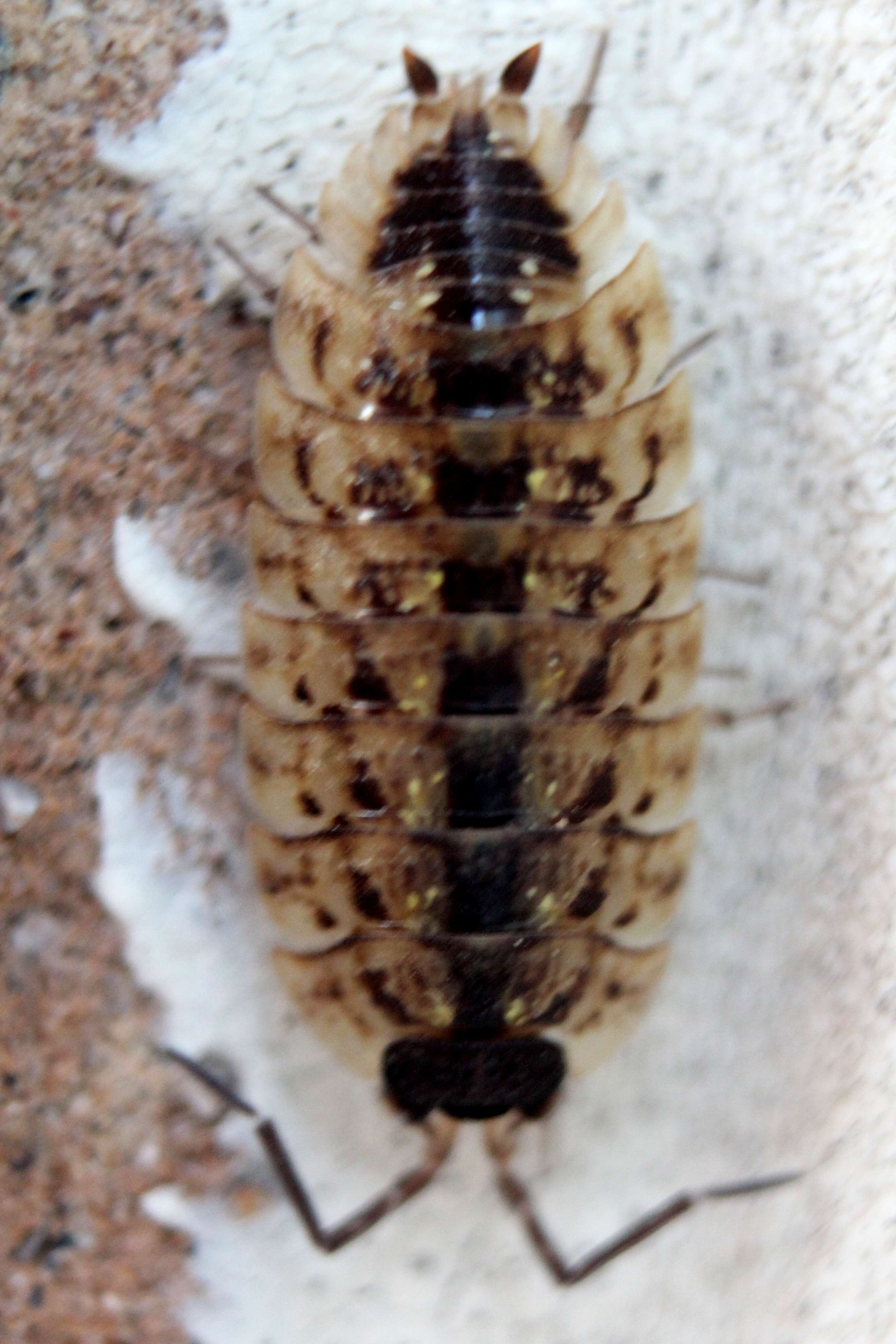 Image of Porcellionidae