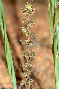 Image of Lomandra micrantha (Endl.) Ewart