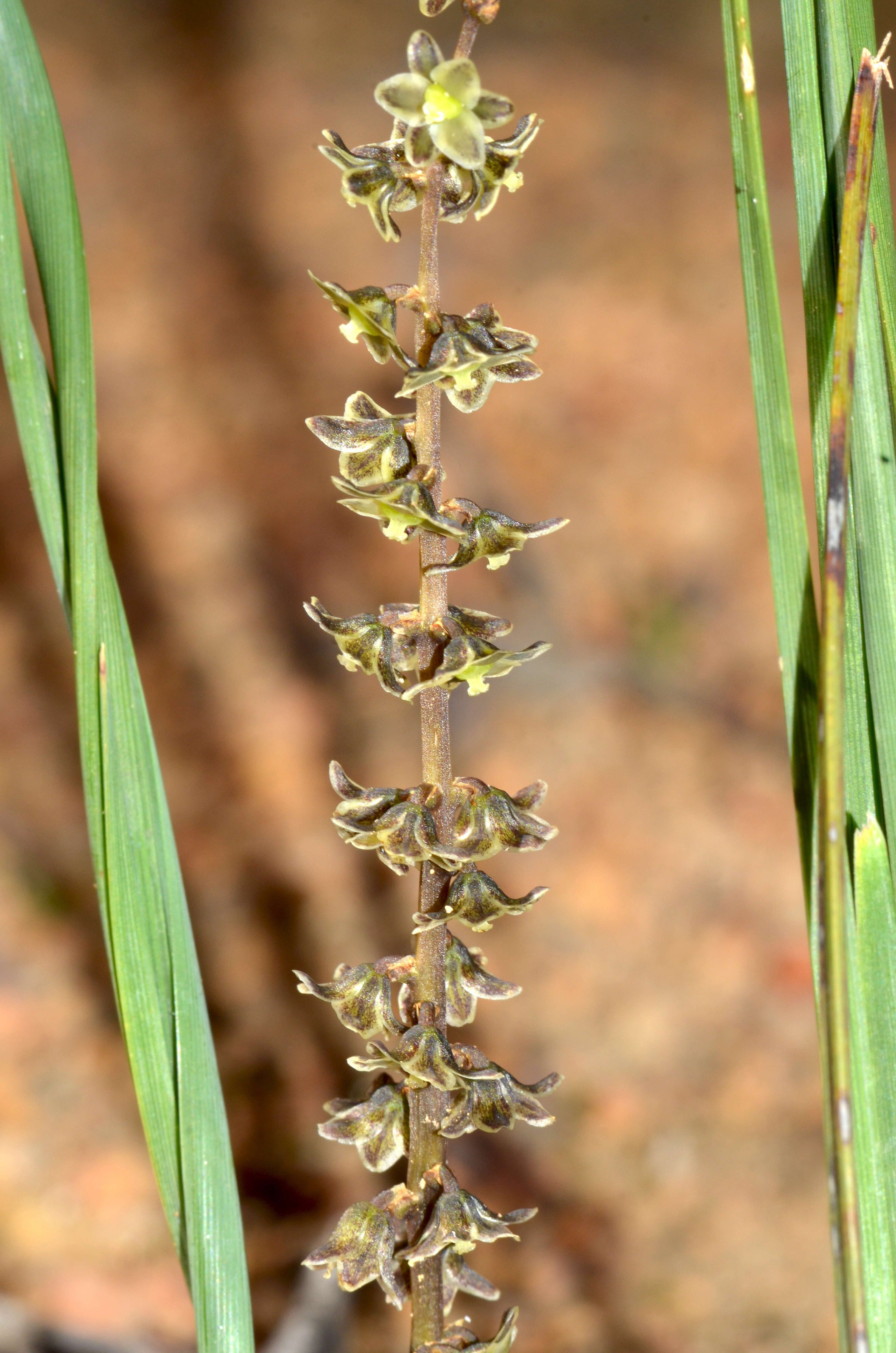 Image of Lomandra micrantha (Endl.) Ewart