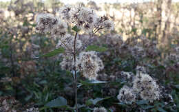 Image of Havana snakeroot