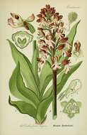 Image of Man Orchids