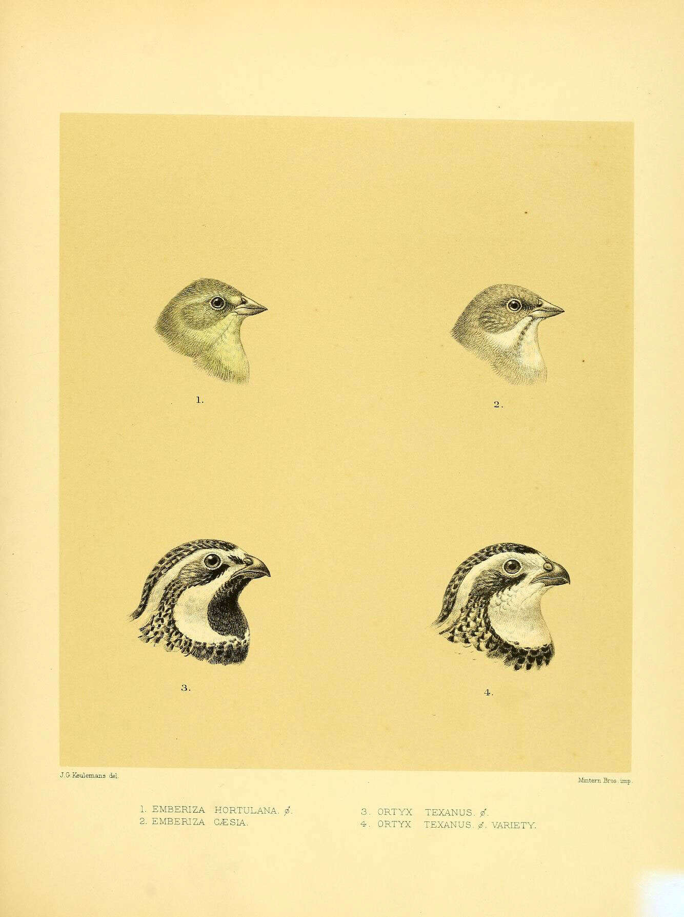 Image of Emberiza Linnaeus 1758