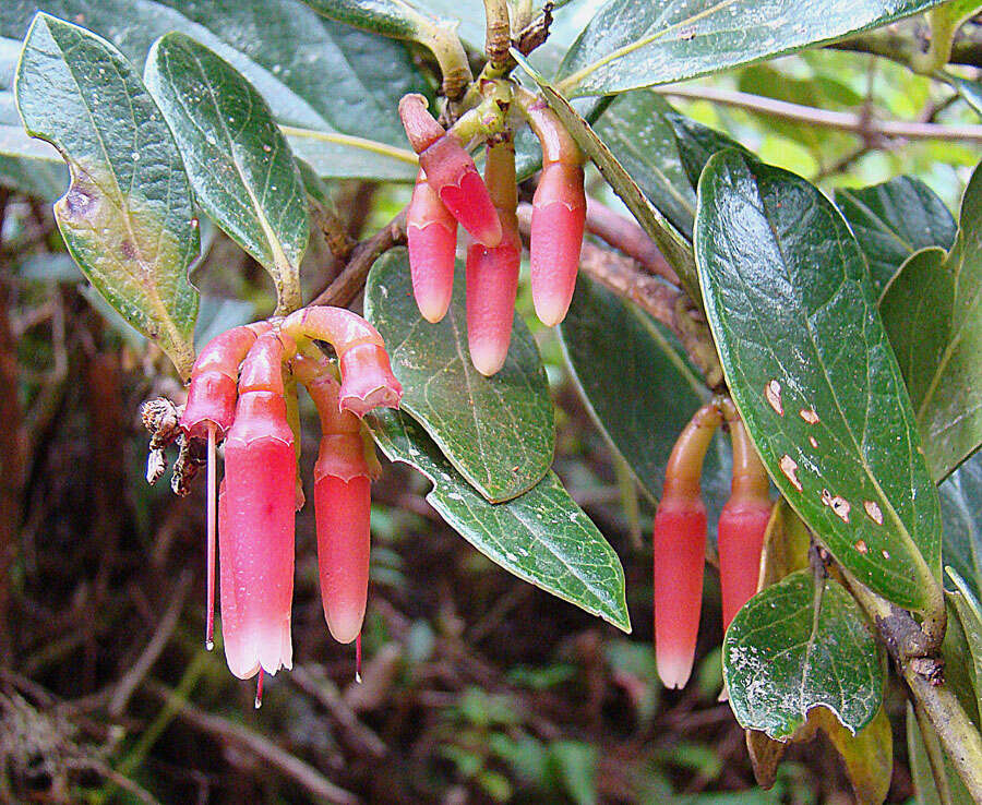 Imagem de Macleania rupestris (Kunth) A. C. Sm.