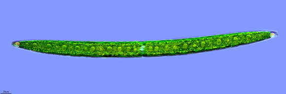 Image of Closterium acerosum