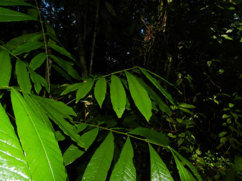 Image of Talisia nervosa Radlk.