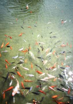 Image of Goldfish