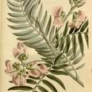 Image de Virgilia oroboides subsp. oroboides