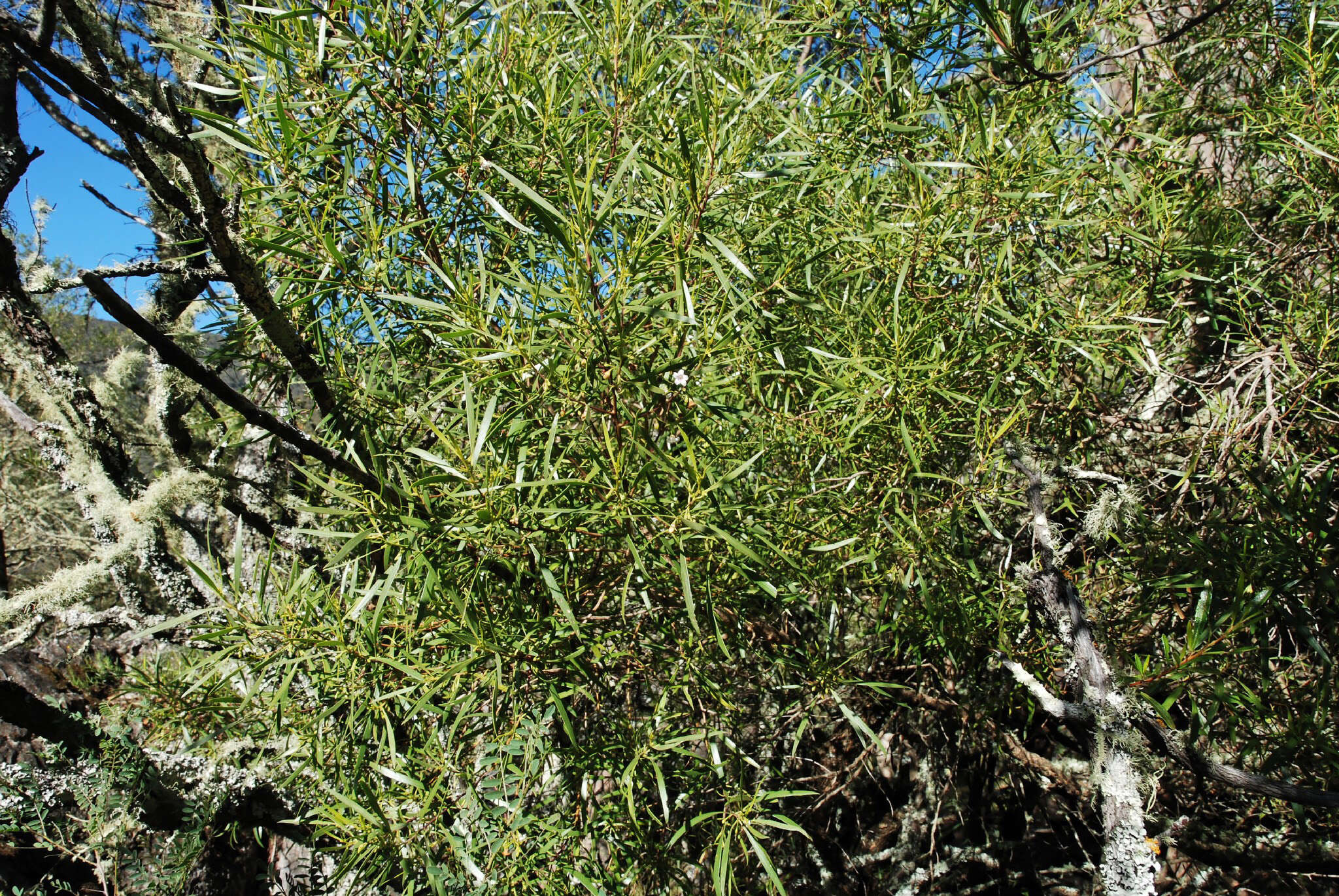 Image of Myoporum tenuifolium G. Forster