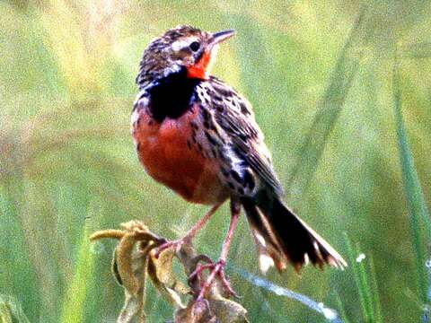 Image of Rosy-breasted Longclaw