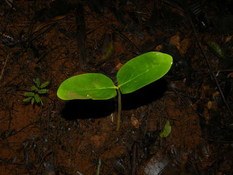 Image of Pouteria laevigata (Mart.) Radlk.