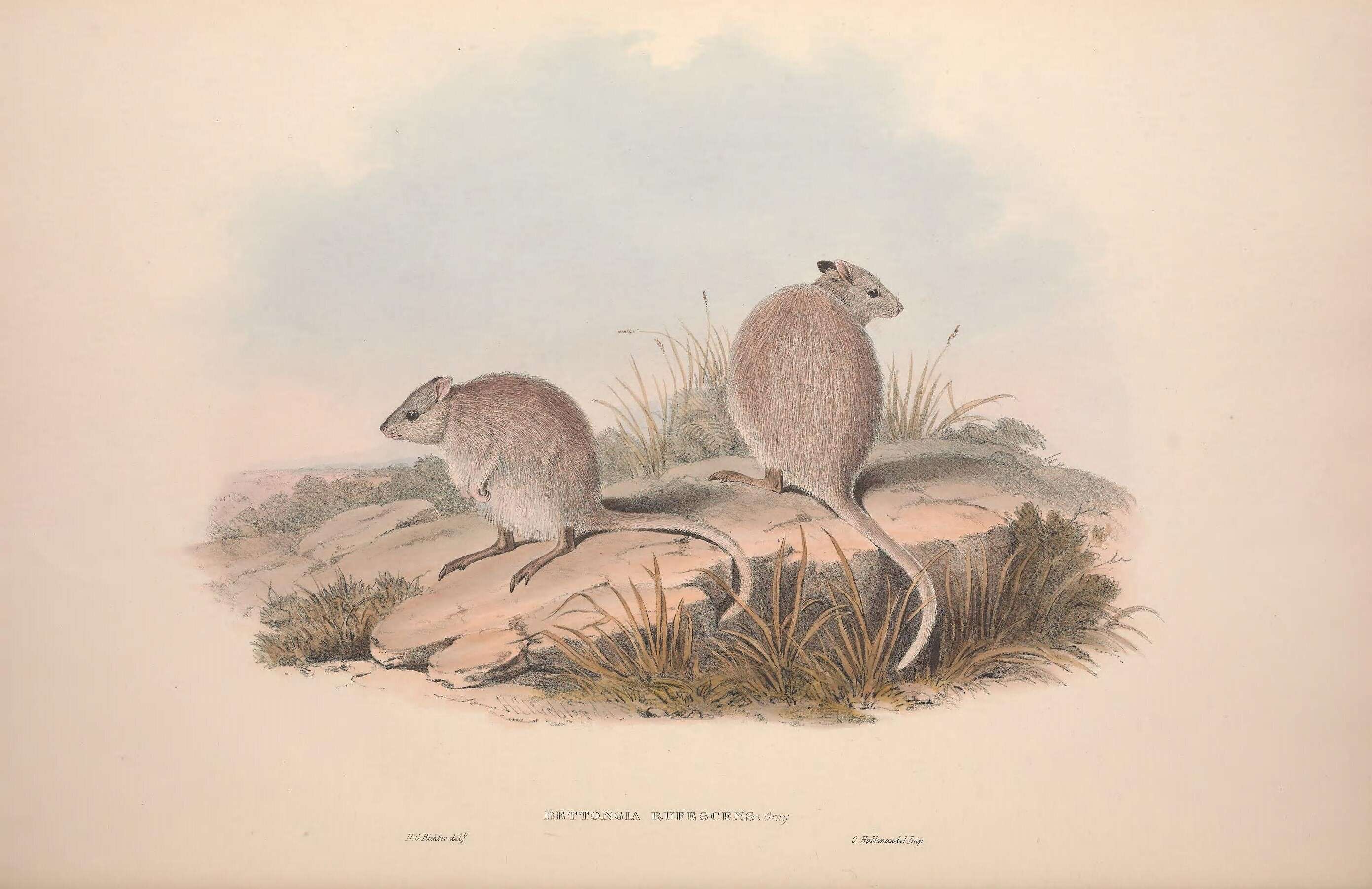 Image of bettongs, potoroos, and rat kangaroos