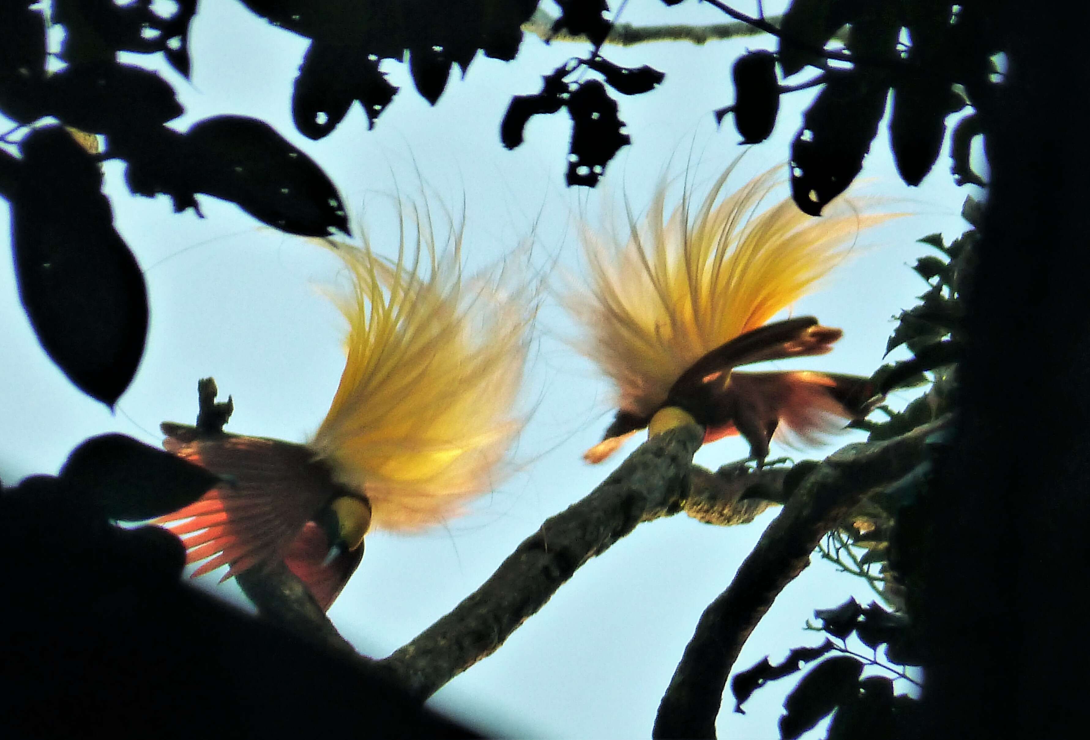 Image of Lesser Bird-of-Paradise