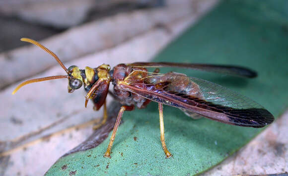 صورة Euclimacia nuchalis (Gerstaecker 1885)