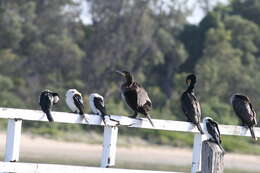 Image of Little Pied Cormorant