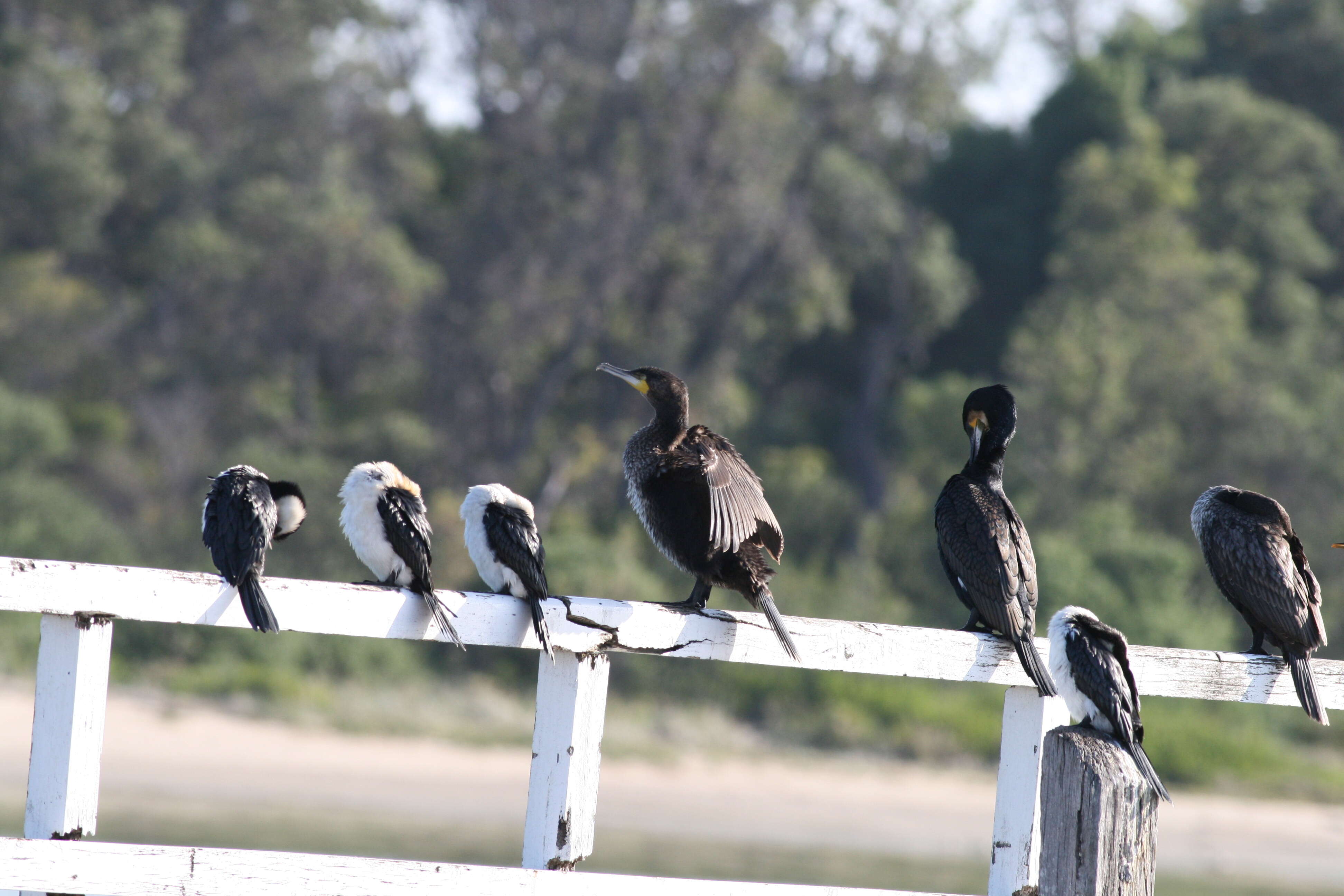 Image of Dwarf cormorants