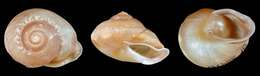 Image of Papua New Guinea Land Snails