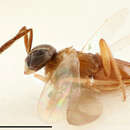 Image of Parasitoid wasp