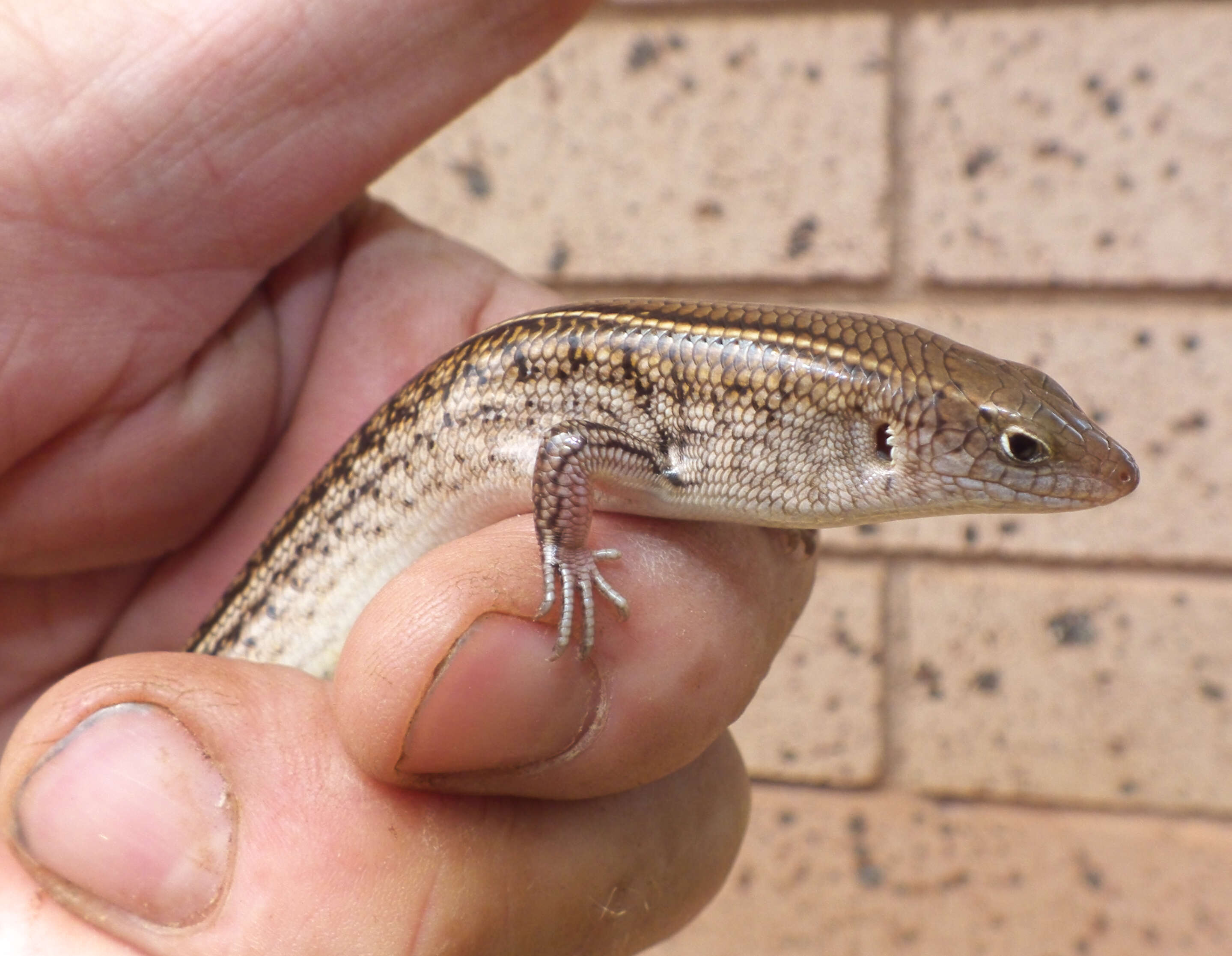 Image of Ctenotus Storr 1964