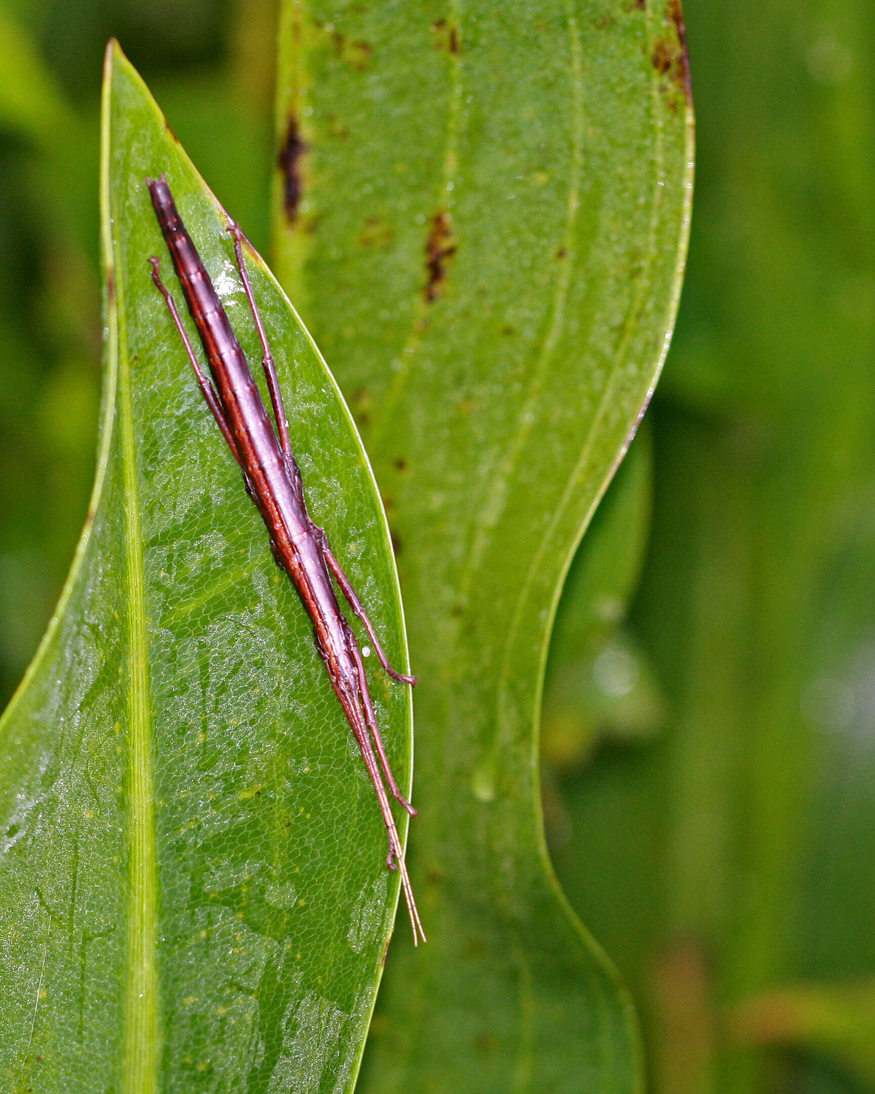 Image of Pseudophasmatoidea