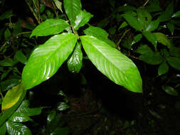 Image of Psychotria acicularis C. M. Taylor