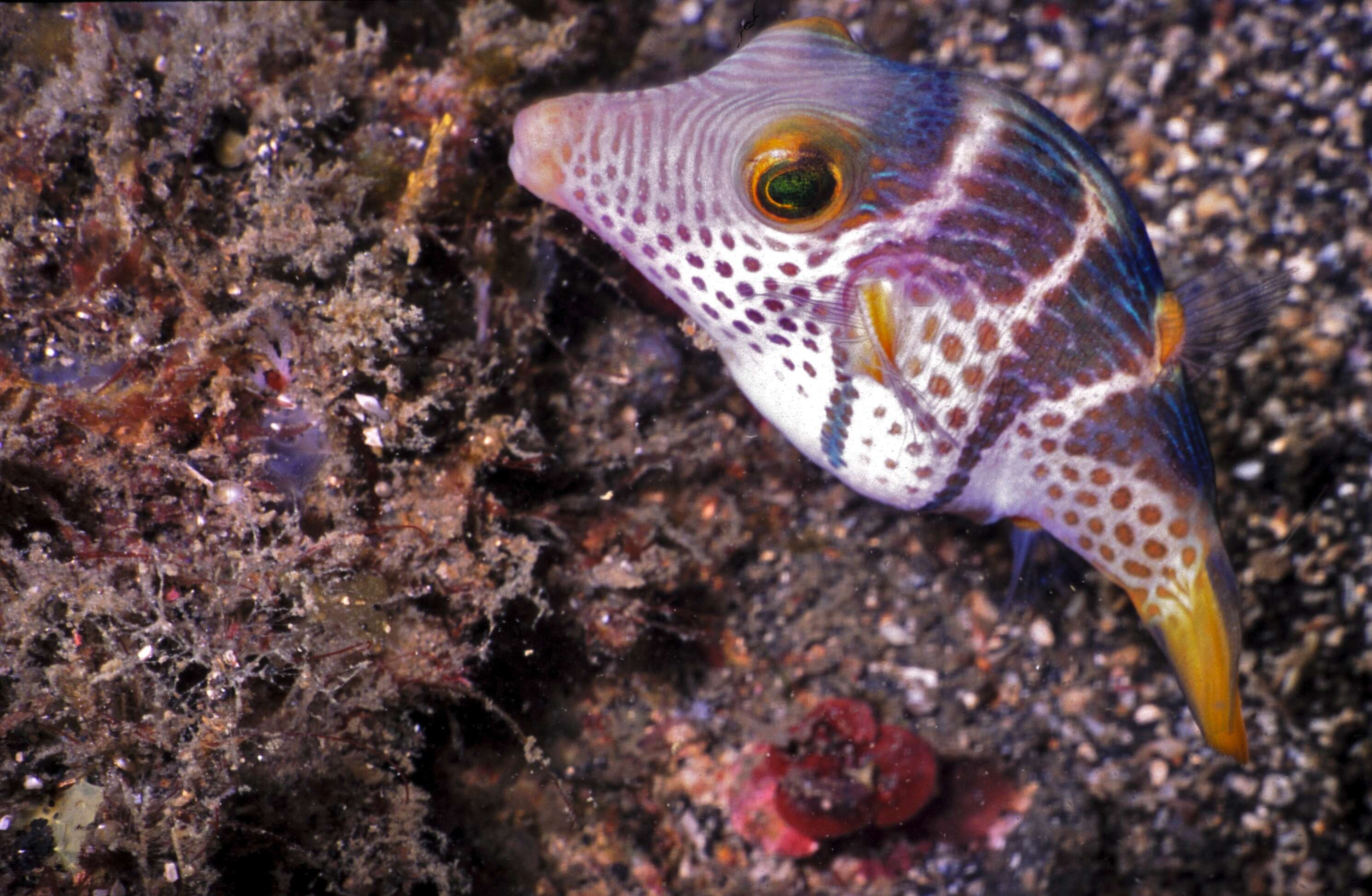 Image of Canthigaster