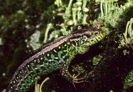Image of Two-faced Neusticurus