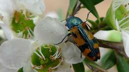 Image of Castiarina scalaris (Boisduval 1835)