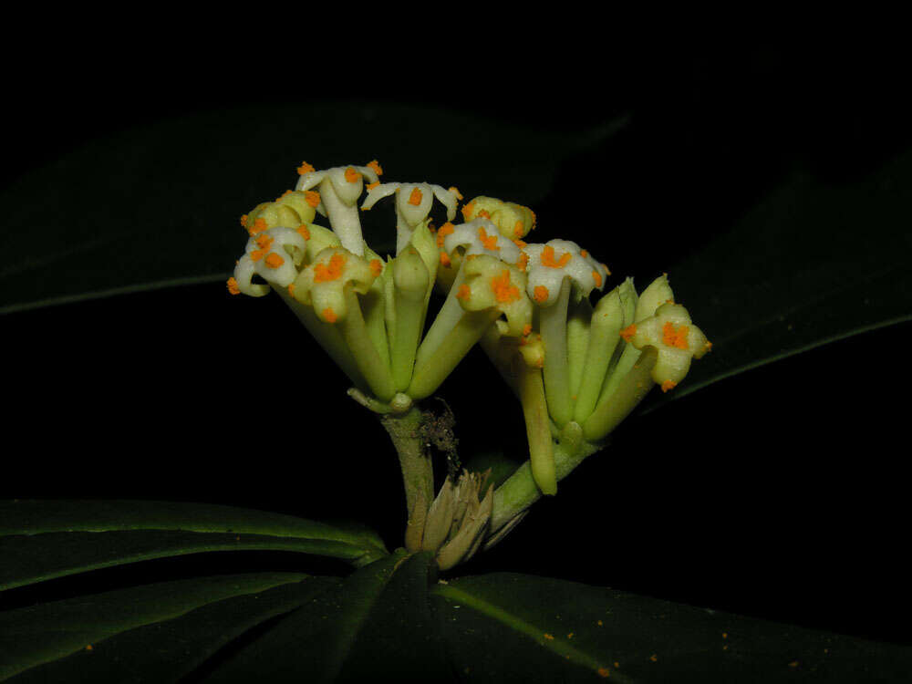 Image of Daphnopsis costaricensis K. Barringer & Grayum