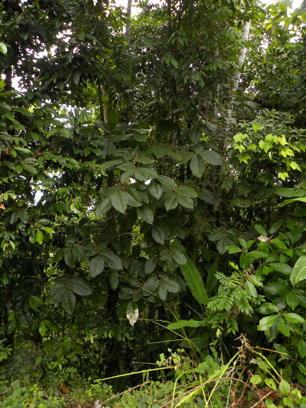 Image of Bunchosia macrophylla Rose ex Pittier