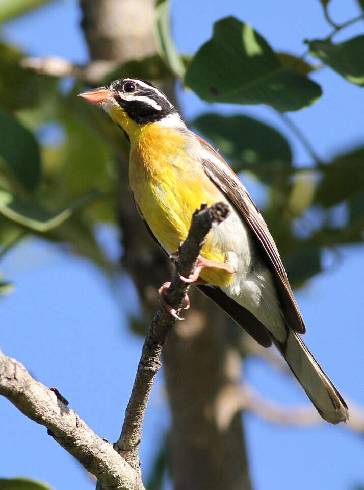 Image of African Golden-breasted Bunting