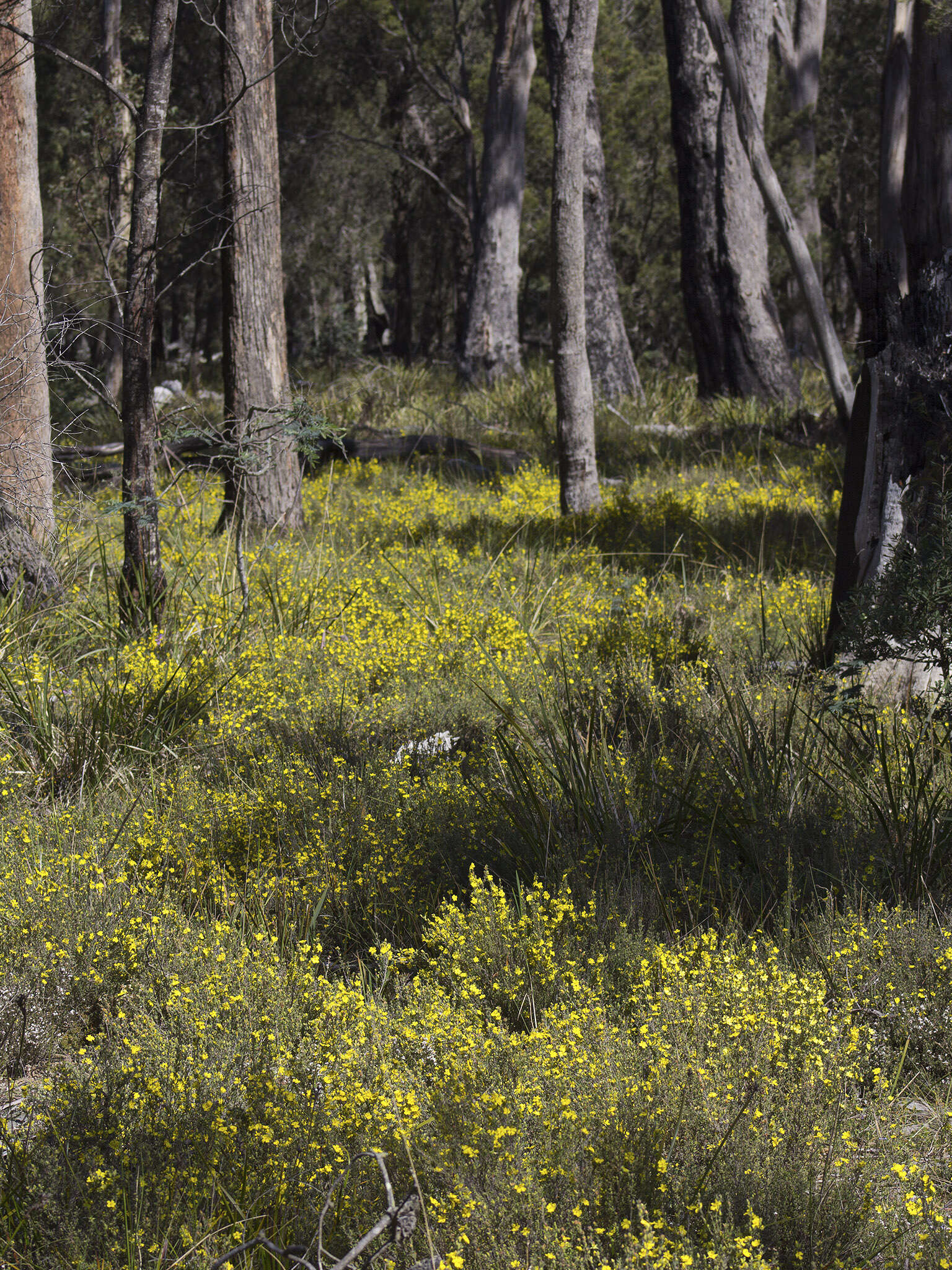 Image of Hibbertia riparia (R. Br. ex DC.) Hoogland