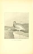 Image of Lagopus muta atkhensis Turner 1882