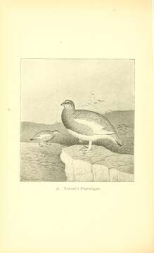 Слика од Lagopus muta atkhensis Turner 1882