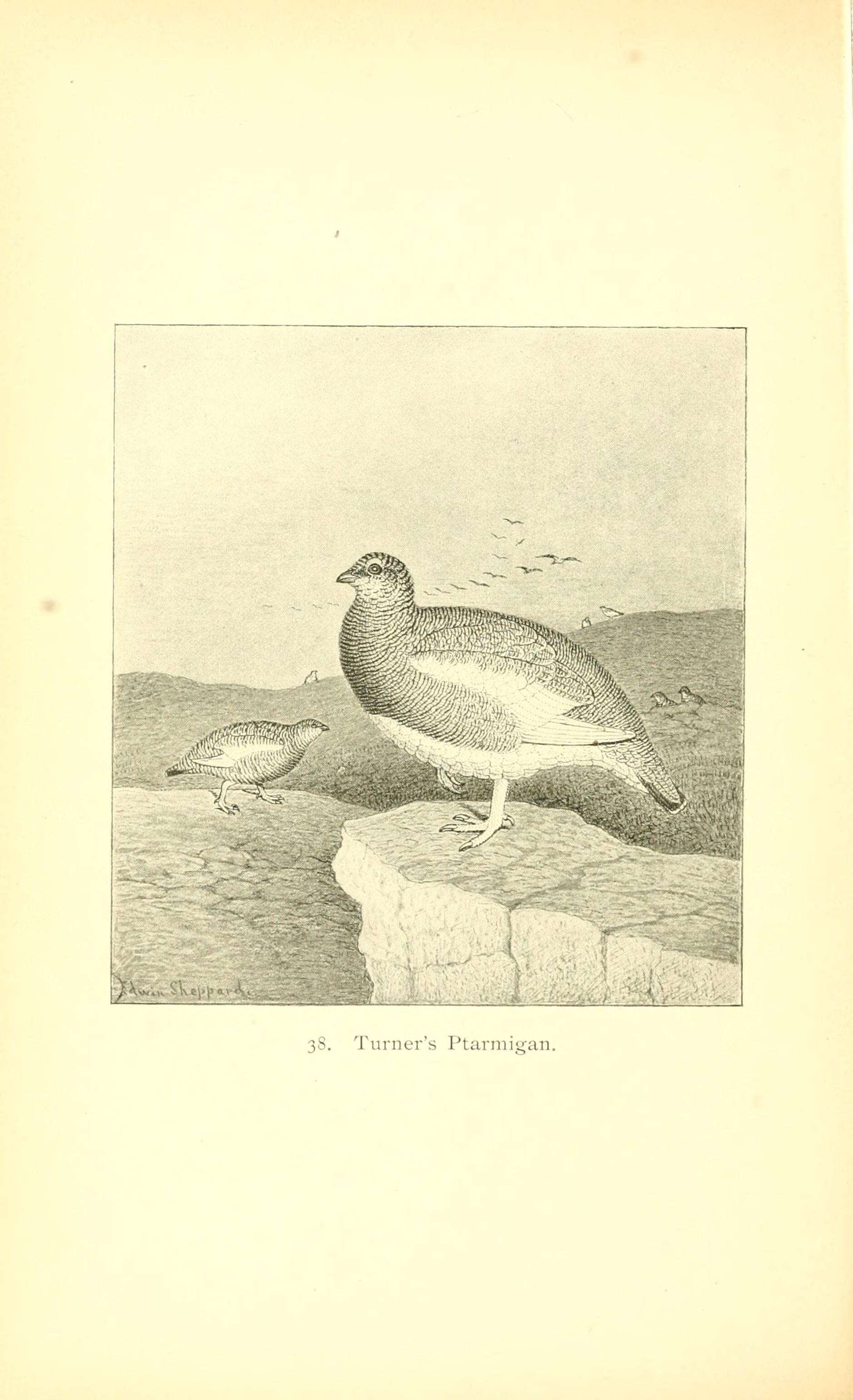 Image of Lagopus muta atkhensis Turner 1882