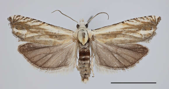 Image of Eucosma albidulana Herrich-Schäffer