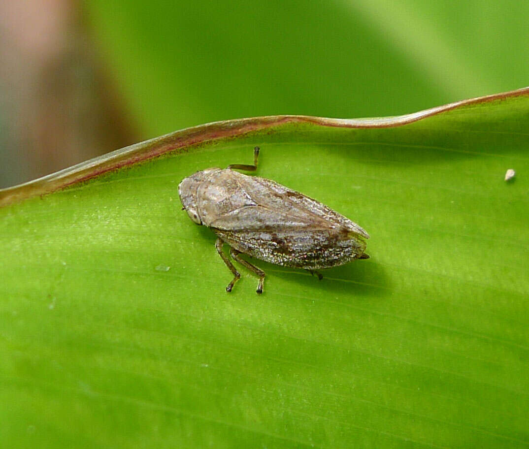 Image of spittlebugs