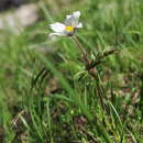Слика од Pulsatilla alpina subsp. schneebergensis D. M. Moser