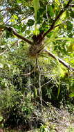 Image of Coryanthes speciosa Hook.