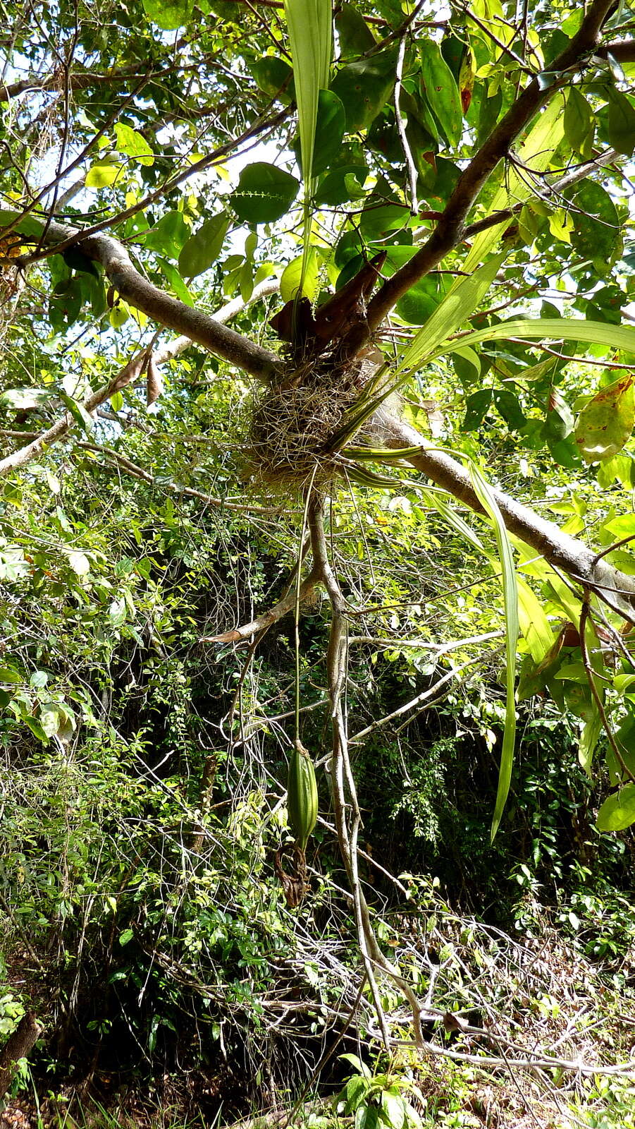 Image of Coryanthes speciosa Hook.