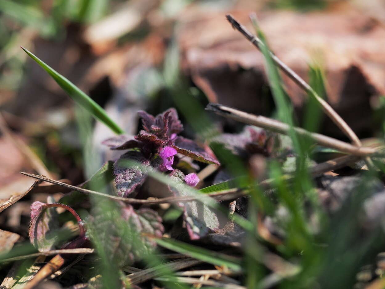 Image of purple archangel