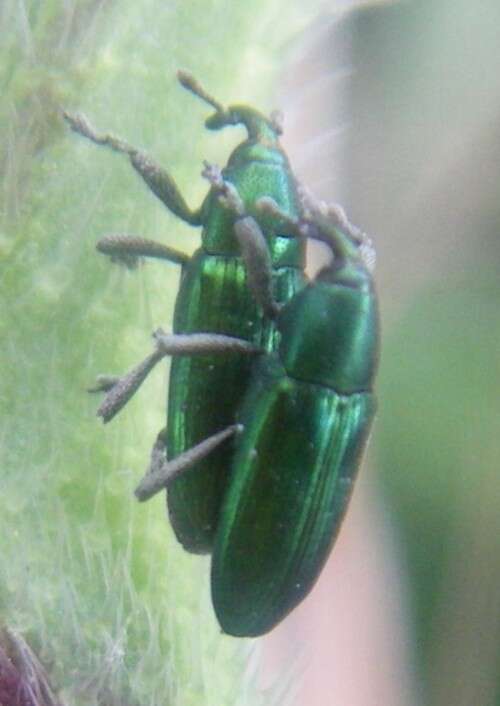 Aulacobaris cuprirostris resmi