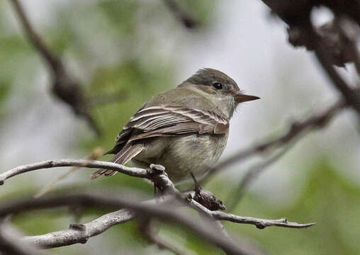 Image of American Grey Flycatcher