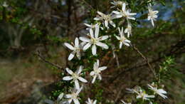 Olearia microphylla (Vent.) Maiden & E. Betche resmi