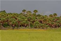 Image of Cabbage Palm