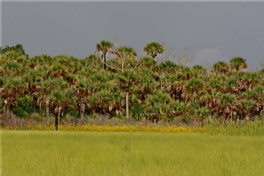 Image of Cabbage Palm