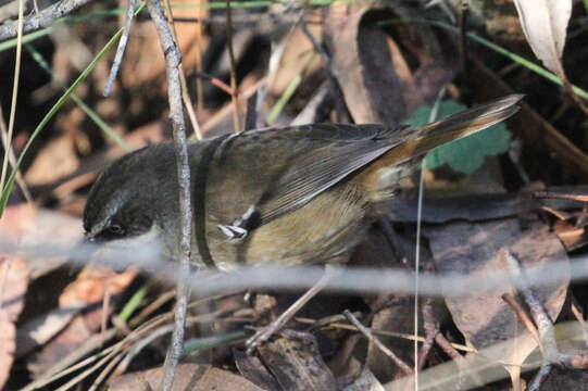 Image of White-browed Scrubwren